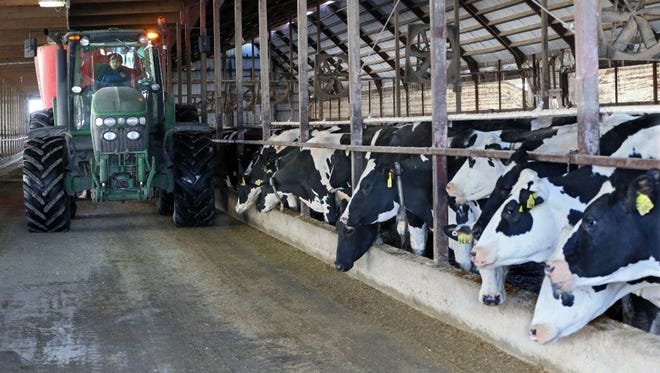 Workers feed cows at Rockland Dairy in Random Lake, Wis.