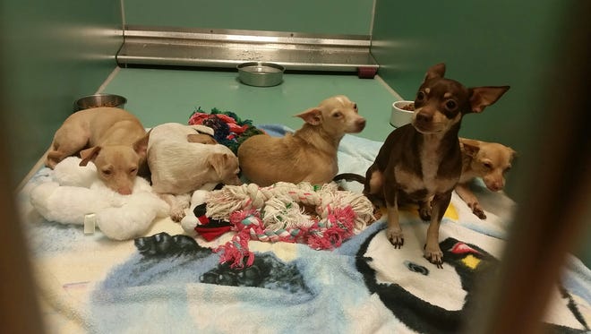 24 chihuahuas were confiscated from their owner Tamara Daniels after she was charged with child neglect.  The SPCA of Brevard has taken custody of the dogs and plans to put them up for adoption.