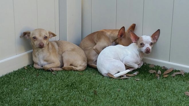 Three of the 24 chihuahuas confiscated in Port St. John.