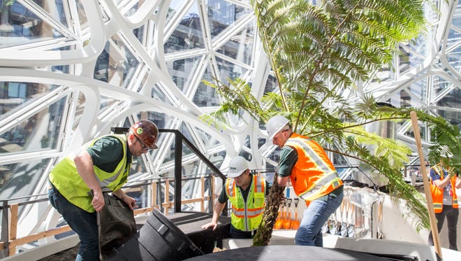 Amazon horticulturalists, from left, Ben Eiben, Ron Gagliardo and Justin Schroder prepare an Australian fern for the ceremonial first planting in The Spheres at Amazon's campus on May 4, 2017, in Seattle.