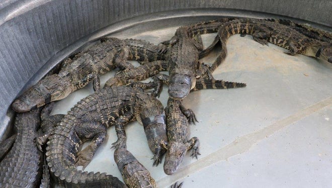 Nine people were arrested for 44 alligators. Investigators say they saw more than 10,000 illegal eggs sold.