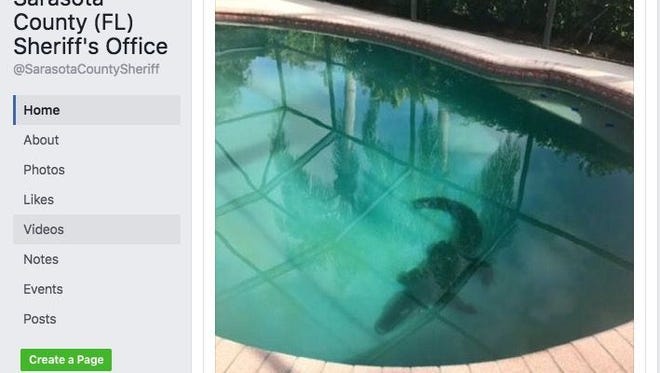A Florida family found an alligator in their pool.