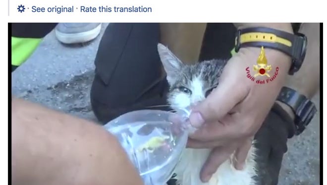 A cat was rescued pulled from the rubble days after a horrific earthquake in Italy.