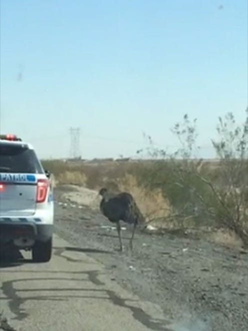 An Arizona DPS vehicle guides an emu along Interstate 10 about 100 miles west of Phoenix.