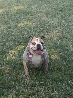 Matilda Grace was a 6-year-old bulldog who drowned at Always Unleashed Pet Resort in June 2017. Her owners say they warned the staffers she could not swim.